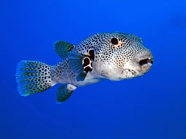 Yıldızlı kirpi balığı (Arothron stellatus) — Stok fotoğraf