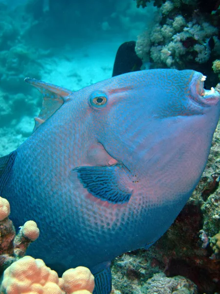 Pesce balestra blu — Foto Stock