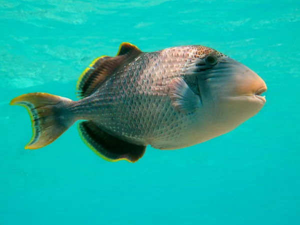 Yellowmargin triggerfish — стокове фото