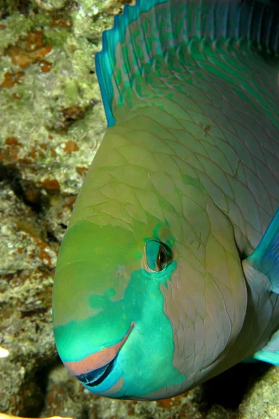 Peixe-papagaio — Fotografia de Stock