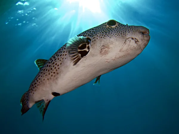 Leedsichthys meerfisch — Stockfoto © CoreyFord #41508267