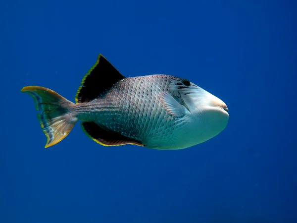 Yellowmargin triggerfish — стокове фото