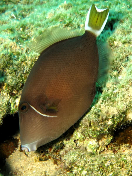 Pesce balestra dalla gola azzurra — Foto Stock