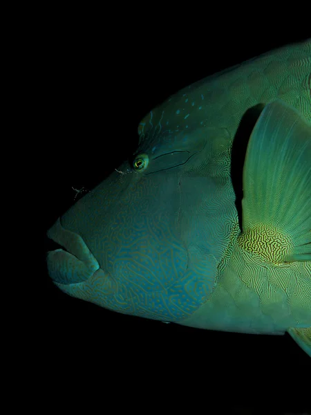 Napoleonfish (a cheilinus undulatus) — Stock Fotó