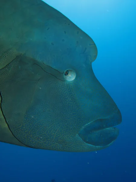 Pesci napoleonici (cheilinus undulatus ) — Foto Stock