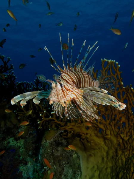 Κοινή lionfish Εικόνα Αρχείου