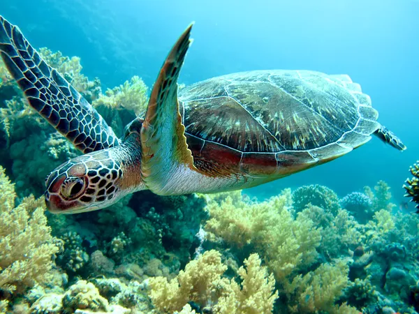 Groene zeeschildpad Stockfoto