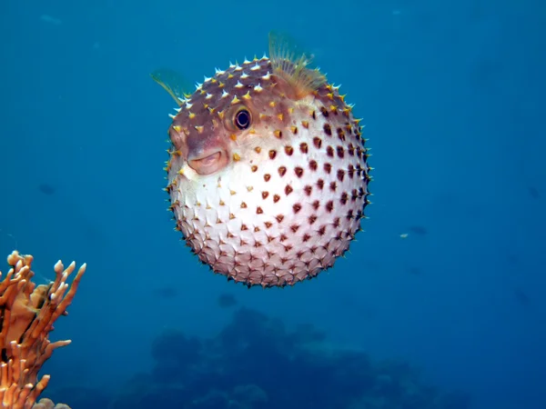 Yellowspotted burrfish Telifsiz Stok Fotoğraflar