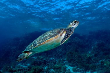 Yeşil deniz kaplumbağası. (Chelonia mydas)