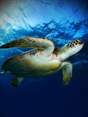 Yeşil deniz kaplumbağası. (Chelonia mydas)