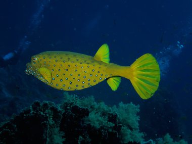 Bluetail trunkfish
