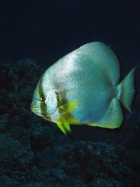 Orbicular spadefish