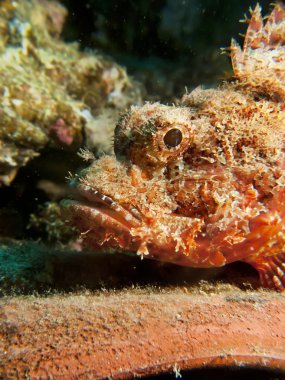 Sakallı scorpionfish