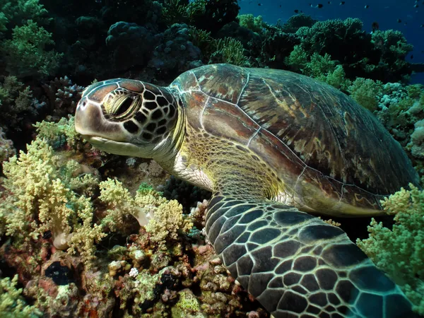 Зеленая морская черепаха. (Chelonia mydas ) — стоковое фото