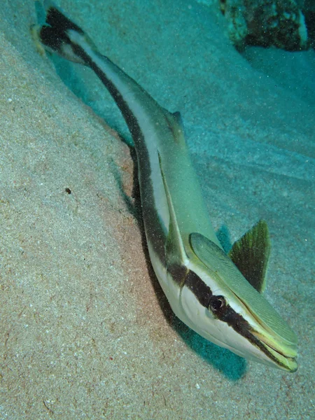 Sharksucker (Echeneis naucrates) — Stock Photo, Image