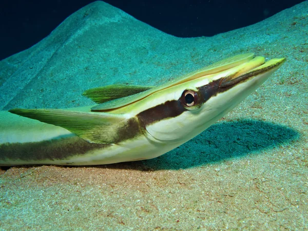 Sharksucker (Echeneis naucrates)