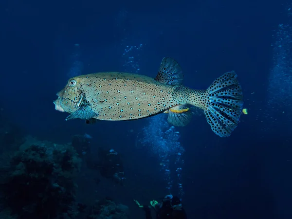 Bluetail Trunkfish — Stock Photo, Image