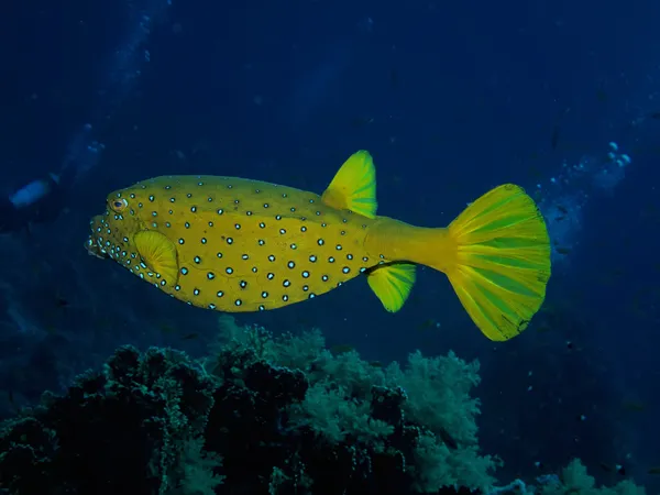 Bluetail trunkfish — Φωτογραφία Αρχείου