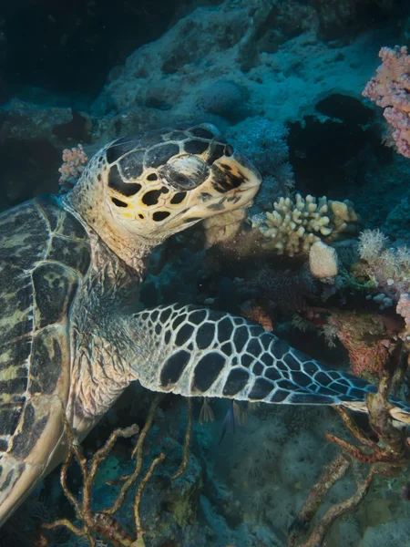 Tartaruga Hawksbill — Fotografia de Stock