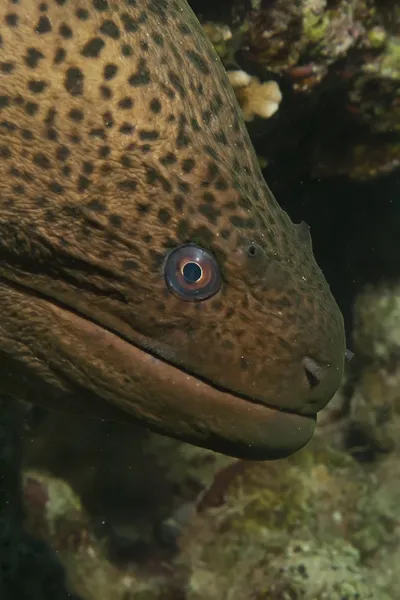 Giant moray — Stock Photo, Image