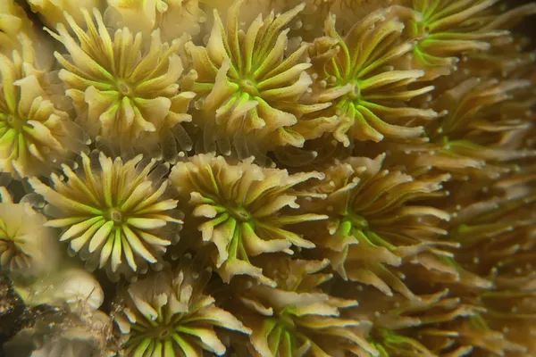 Szczegóły tekstury i wzór koralowców twardych — Zdjęcie stockowe