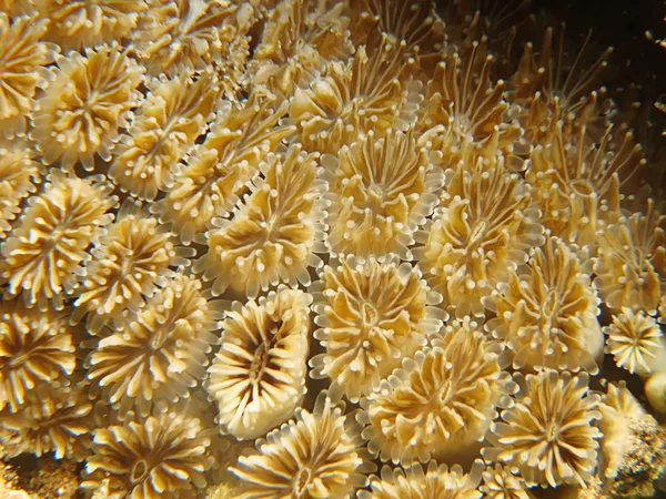 Szczegóły tekstury i wzór koralowców twardych — Zdjęcie stockowe