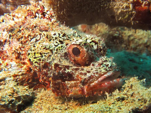 Scorpionfish barbu — Photo