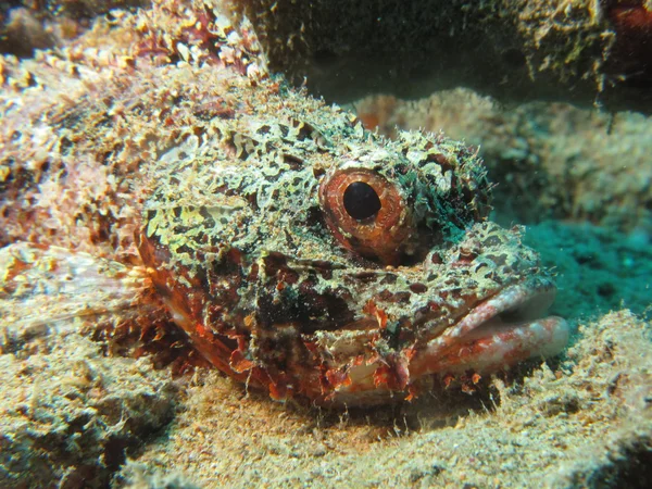 Skäggiga skorpionfisk — Stockfoto