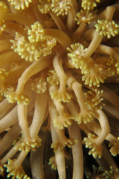 Blød koral - Stock-foto