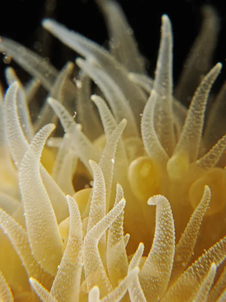 Coral feeding — Stock Photo, Image