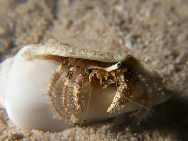 Útes poustevnický krab (Dardanus lagopodes) — Stock fotografie