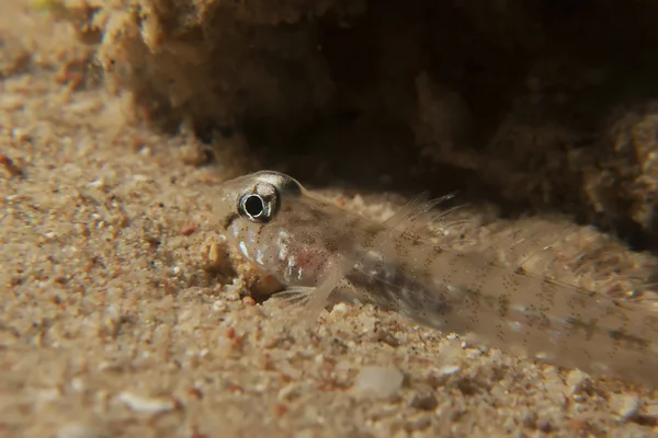 Goby. — Foto Stock