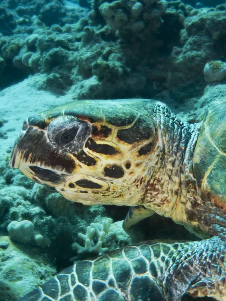 Tartaruga Hawksbill — Foto Stock