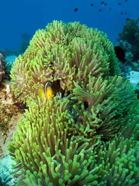 Prachtige anemone met anemonefish — Stockfoto