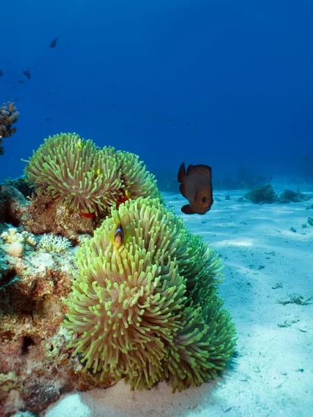 Nádherné Sasanka s anemonefish — Stock fotografie