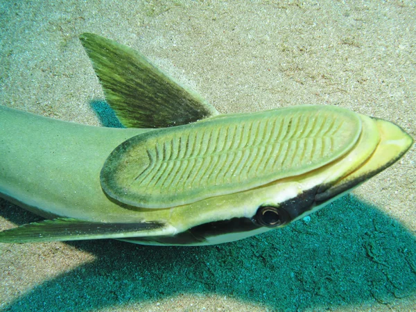 Sharksucker (Echeneis naucrates) Rechtenvrije Stockafbeeldingen