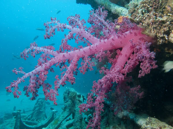 软珊瑚 免版税图库图片