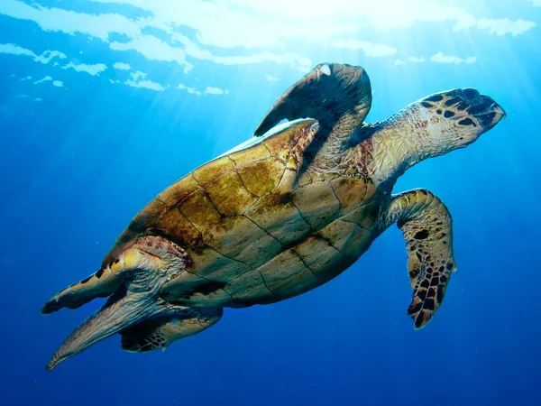 Karettsköldpaddan 免版税图库照片