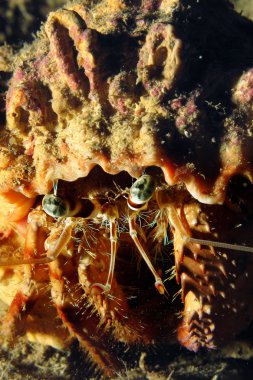 resif Yalnızcıl Yengeç