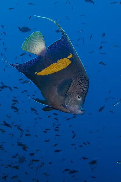 Yellowbar Angelfish — Φωτογραφία Αρχείου