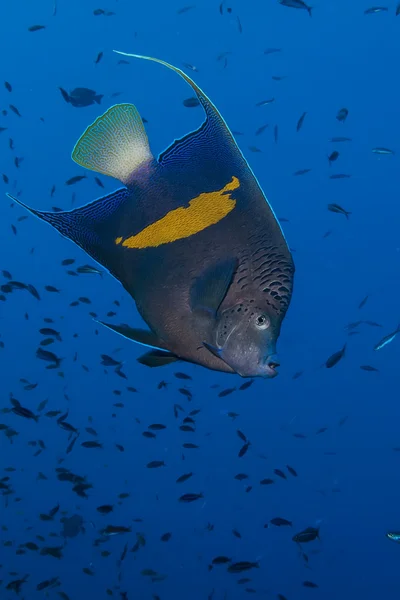 Yellowbar angelfish — стоковое фото