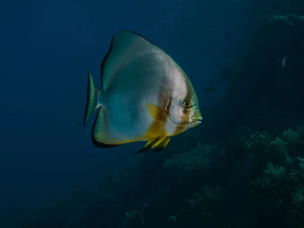 Σφαιροειδής spadefish — Φωτογραφία Αρχείου