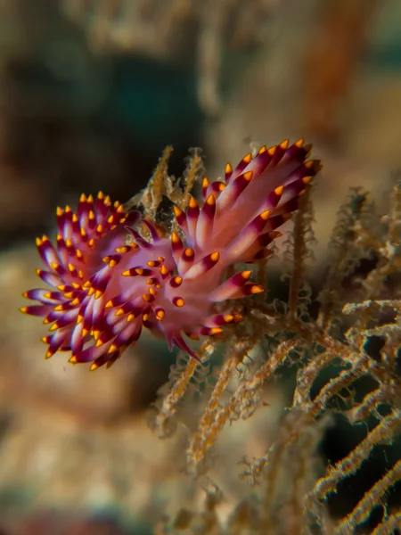 Flabellina sea slug — Stock Photo, Image