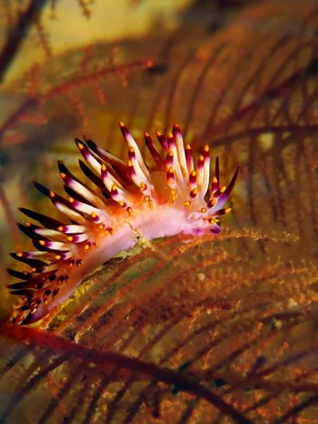 Flabellina deniz yaratığı — Stok fotoğraf