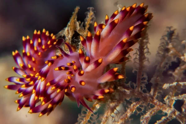 Flabellina sea slug — Stock Photo, Image