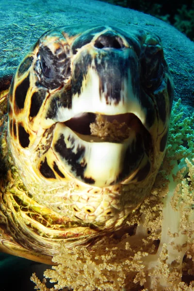 Hawksbill turtle — Stock Photo, Image