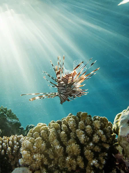 Közös lionfish Stock Kép