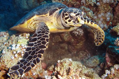 hawksbill kaplumbağa