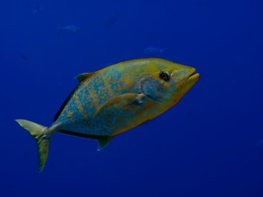 Yellowspotted trevally