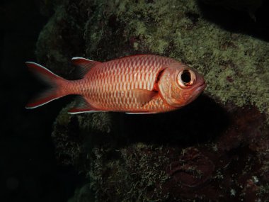 Squirrelfish.